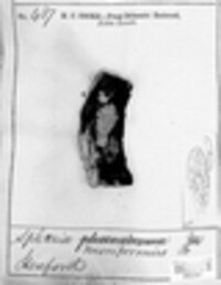 Bertia moriformis image